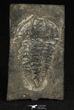 30317 - Rare 2.07 Inch Annamitella Liexiensis Ordovician Trilobite - China