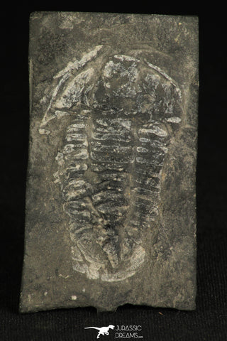 30317 - Rare 2.07 Inch Annamitella Liexiensis Ordovician Trilobite - China