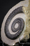 20074 - Top Beautiful 4.37 Inch Anetoceras sp Devonian Ammonite in Matrix