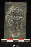 30317 - Rare 2.07 Inch Annamitella Liexiensis Ordovician Trilobite - China