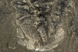 30317 - Rare 2.07 Inch Annamitella Liexiensis Ordovician Trilobite - China