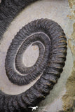 20074 - Top Beautiful 4.37 Inch Anetoceras sp Devonian Ammonite in Matrix