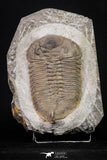 20076 - Museum Grade 6.46 Inch Eudolatites sp Upper Ordovician Trilobite