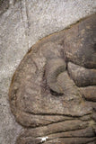 20076 - Museum Grade 6.46 Inch Eudolatites sp Upper Ordovician Trilobite