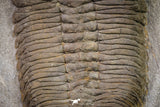 20076 - Museum Grade 6.46 Inch Eudolatites sp Upper Ordovician Trilobite