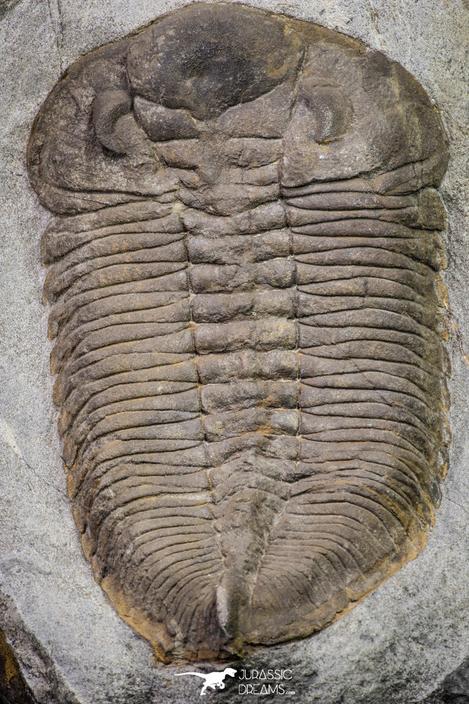 20076 - Museum Grade 6.46 Inch Eudolatites sp Upper Ordovician Trilobite