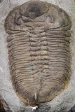 20076 - Museum Grade 6.46 Inch Eudolatites sp Upper Ordovician Trilobite
