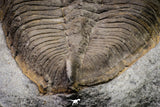 20076 - Museum Grade 6.46 Inch Eudolatites sp Upper Ordovician Trilobite