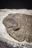 20076 - Museum Grade 6.46 Inch Eudolatites sp Upper Ordovician Trilobite