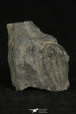 30322 -  Beautiful 0.78Inch Alokistocare sp Middle Cambrian Trilobite - Utah, USA