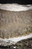 20076 - Museum Grade 6.46 Inch Eudolatites sp Upper Ordovician Trilobite