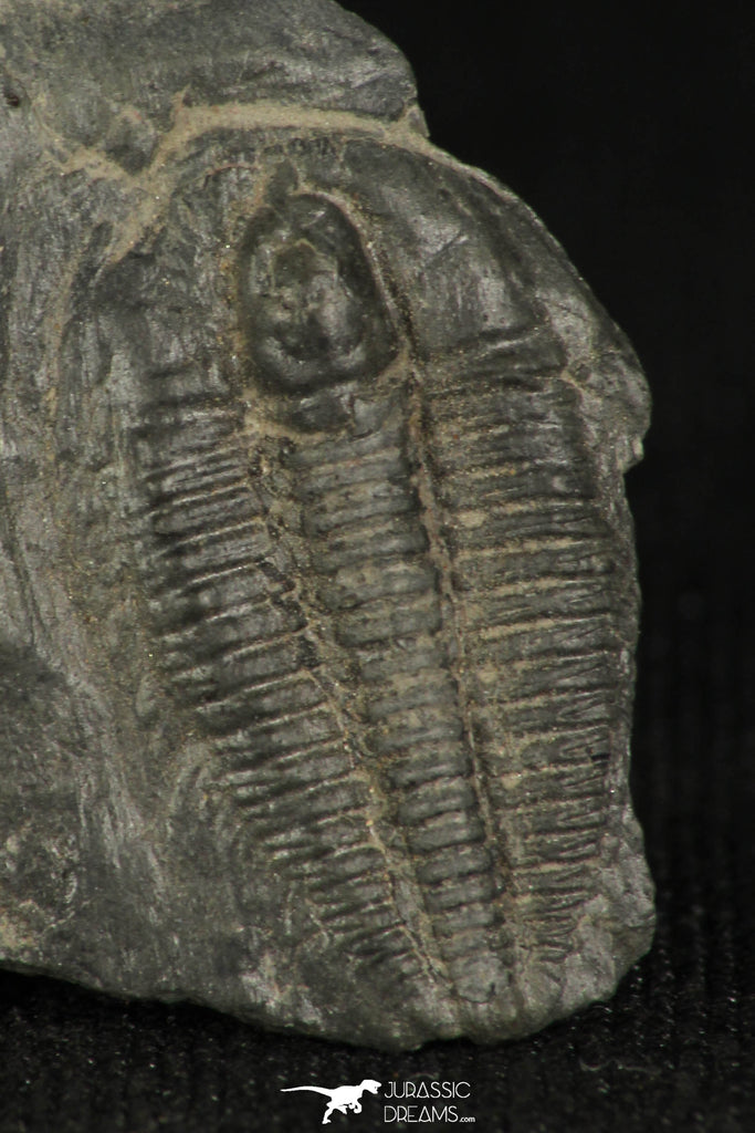30322 -  Beautiful 0.78Inch Alokistocare sp Middle Cambrian Trilobite - Utah, USA