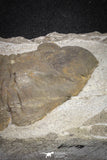 20076 - Museum Grade 6.46 Inch Eudolatites sp Upper Ordovician Trilobite