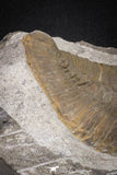 20076 - Museum Grade 6.46 Inch Eudolatites sp Upper Ordovician Trilobite