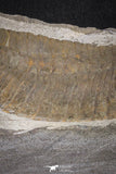 20076 - Museum Grade 6.46 Inch Eudolatites sp Upper Ordovician Trilobite