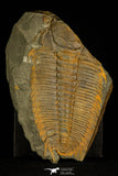 30324 - Top Rare 5.39 Inch Hydrocephalus carens Middle Cambrian Trilobite - Czech Republic