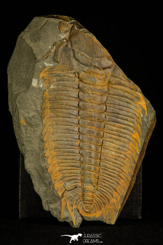30324 - Top Rare 5.39 Inch Hydrocephalus carens Middle Cambrian Trilobite - Czech Republic