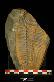 30324 - Top Rare 5.39 Inch Hydrocephalus carens Middle Cambrian Trilobite - Czech Republic