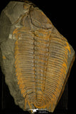 30324 - Top Rare 5.39 Inch Hydrocephalus carens Middle Cambrian Trilobite - Czech Republic