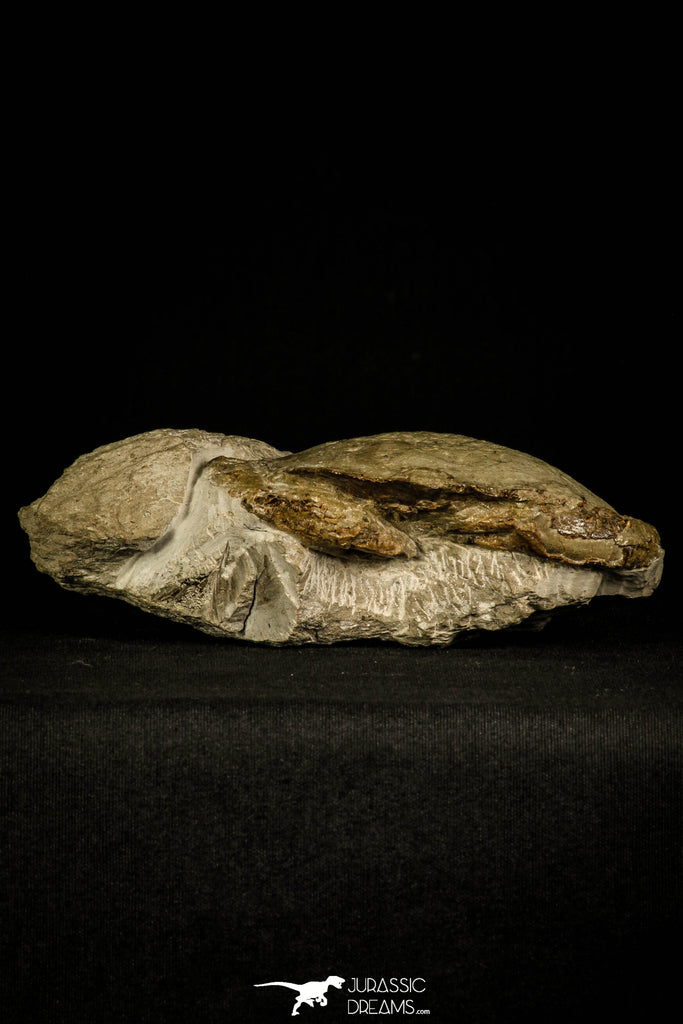 30325- Beautiful 4.11 Inch Harpactocarcinus punctulatus Fossil Crab - Eocene Italy