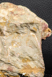07190 - Top Huge 4.37 Inch Spinosaurid Dinosaur Partial Cervical Vertebra Bone Cretaceous KemKem Beds