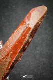 20079 - Top Beautiful 4.46 Inch Natural Red Iron-Oxide Coated Quartz Crystals Cluster