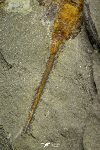 21157 - Premium Grade Soft Bodied Xiphosurid (Horseshoe Crab Ancestor) Lower Ordovician
