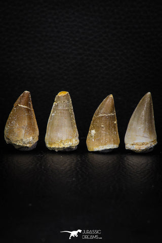 05744 - Beautiful Collection of 4 Mosasaur (Prognathodon anceps) Teeth Cretaceous
