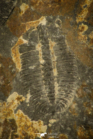 30327 - Beautiful 0.44 Inch Arthricocephalus sp Cambrian Trilobite - China