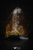 05621 - Top Beautiful 0.60 Inch Hamadasuchus rebouli Crocodile Tooth Cretaceous KemKem Beds