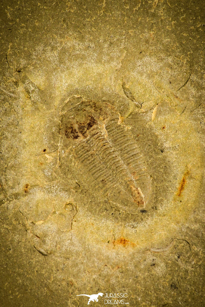 30331 - Top Beautiful 0.59 Inch Changqingia sp Cambrian Trilobite - China