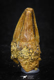 05622 - Top Quality Cretaceous Crocodile 0.84 Inch ELOSUCHUS Tooth KemKem Beds