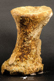 07193 - Top Rare 6.03 Inch Spinosaurid Dinosaur Partial Vertebra Bone Cretaceous KemKem Beds