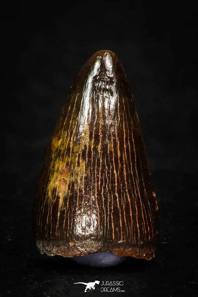 05625 - Top Quality Huge Red Cretaceous Crocodile 0.64 Inch ELOSUCHUS Tooth KemKem Beds