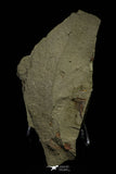 21163 - Premium Grade Soft Bodied Xiphosurid (Horseshoe Crab Ancestor) Lower Ordovician