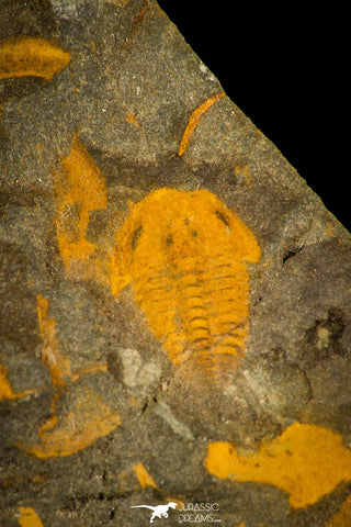 30335 - Top Beautiful 0.35 Inch Skreiaspis spinosus Middle Cambrian Trilobite - Czech Republic