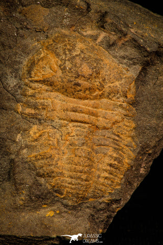 30337 - Top Rare 1.35 Inch Ellipsocephalus vetustus Middle Cambrian Trilobite - Czech Republic