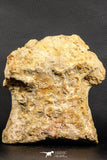 07196 - Top Rare 6.13 Inch Spinosaurus Dinosaur Partial Dorsal Vertebra Bone Cretaceous KemKem Beds