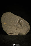 30340 - Positive/Negative 0.44 Inch Cyclopyge bohemica Middle Ordovician Trilobite - Czech Republic
