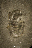 30340 - Positive/Negative 0.44 Inch Cyclopyge bohemica Middle Ordovician Trilobite - Czech Republic