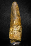 05703 - Top Beautiful 3.37 Inch Spinosaurus Dinosaur Tooth Cretaceous