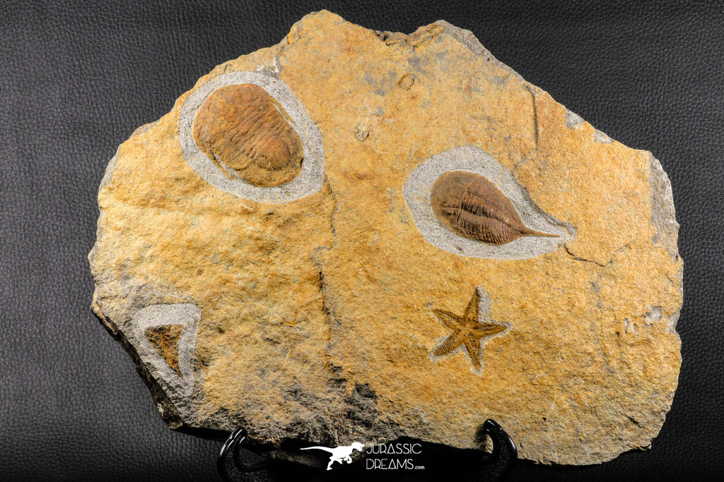 07198 - Nice Association  Mucronaspis sp Ordovician Trilobites + Petraster Sea Star