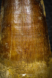 05704 - Top Beautiful 3.12 Inch Spinosaurus Dinosaur Tooth Cretaceous