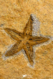 07198 - Nice Association  Mucronaspis sp Ordovician Trilobites + Petraster Sea Star
