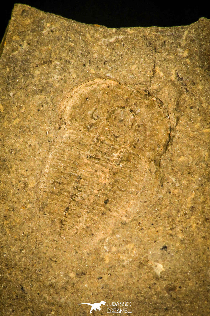 30345 - Top Rare 0.46 Inch Otarion diffractum Silurian Trilobite - Czech Republic