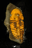 30346 - Beautiful 0.54 Inch Agraulus ceticephalus Cambrian Trilobite - Czech Republic
