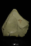 21172 - Premium Grade Soft Bodied Xiphosurid (Horseshoe Crab Ancestor) Lower Ordovician