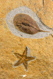 07198 - Nice Association  Mucronaspis sp Ordovician Trilobites + Petraster Sea Star