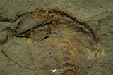 21172 - Premium Grade Soft Bodied Xiphosurid (Horseshoe Crab Ancestor) Lower Ordovician