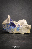 20093 - Beautiful Deep Blue Azurite Crystals on Carbonate Matrix - Kerrouchen (Morocco)